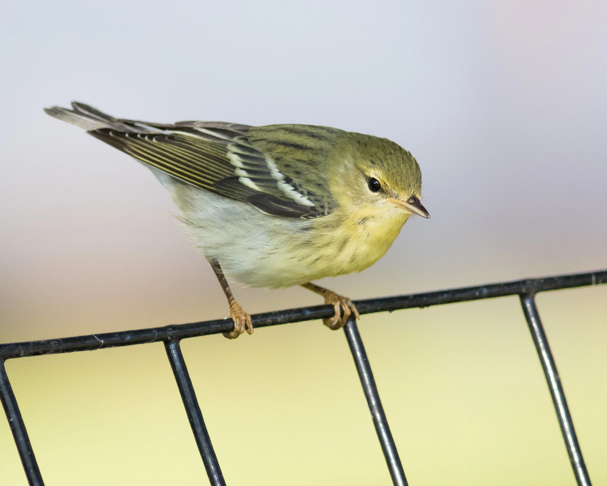 One of the pine warblers we spotted on our walk. Photo by August Davidson-Onsgard.