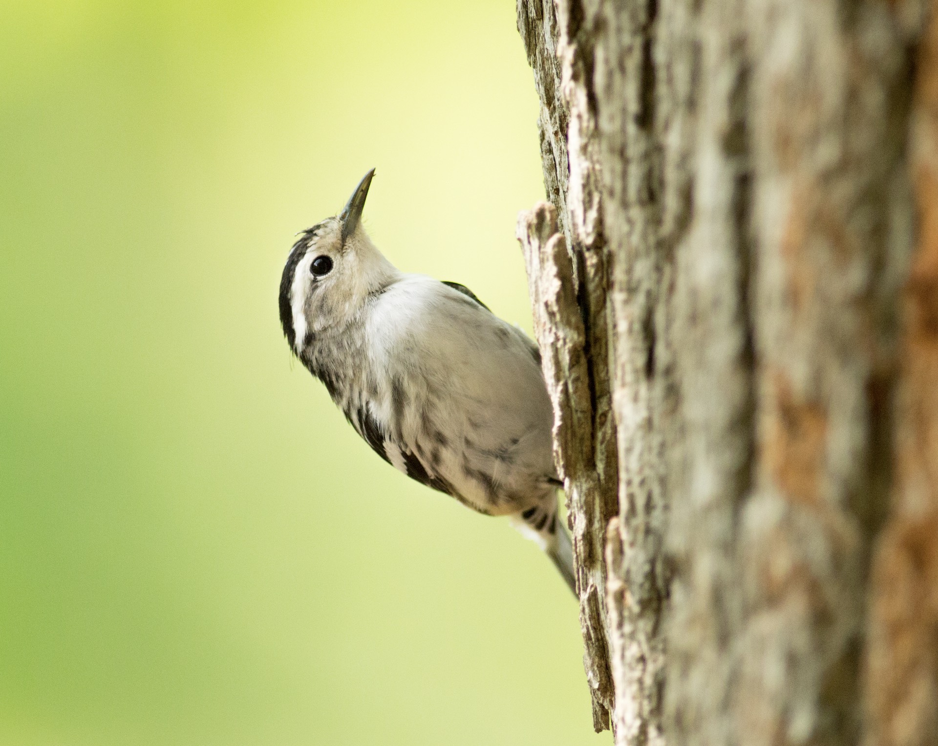 A Black and White Warbler hopping up a tree. Photo by August Davidson-Onsgard.
