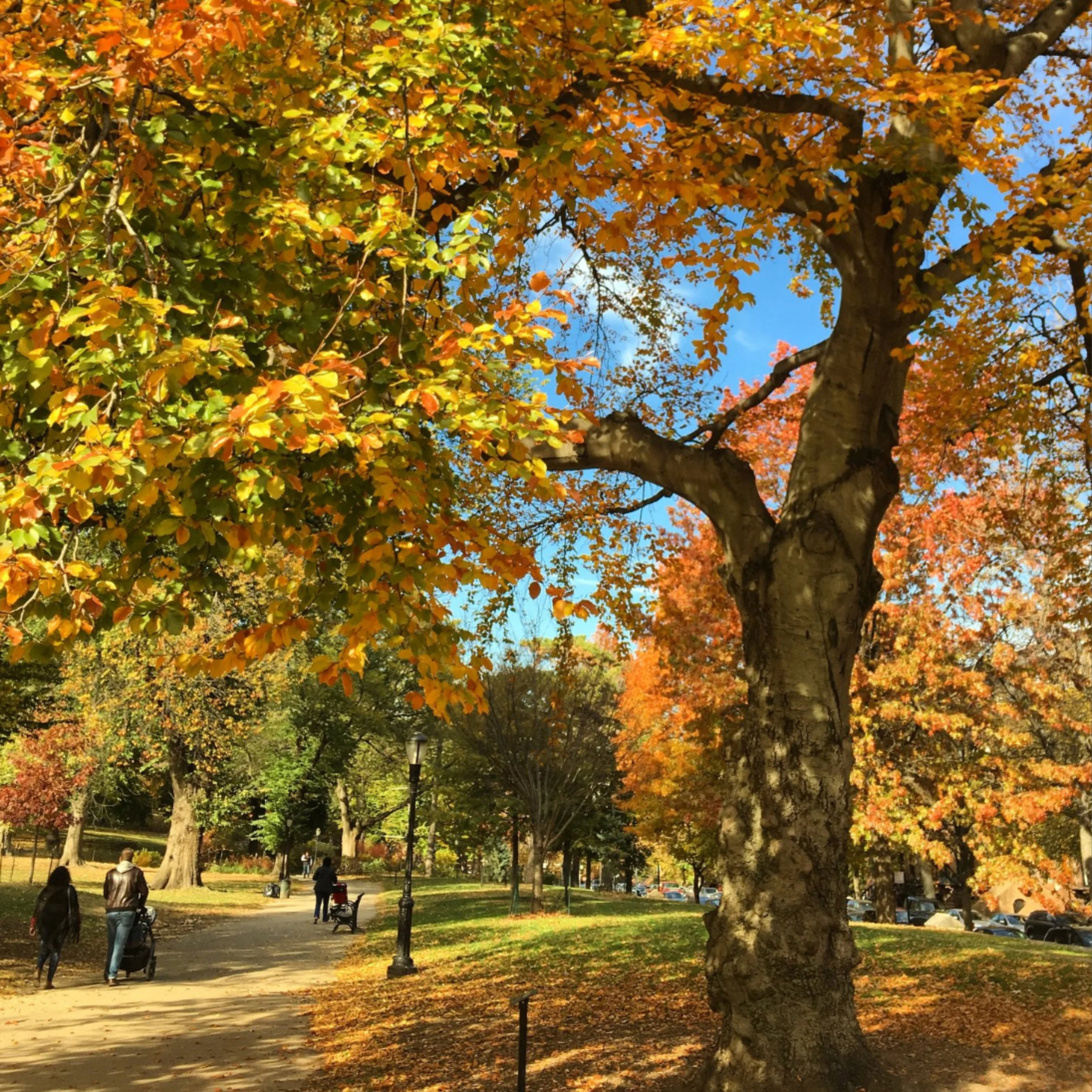 beech tree in memorium.jpg