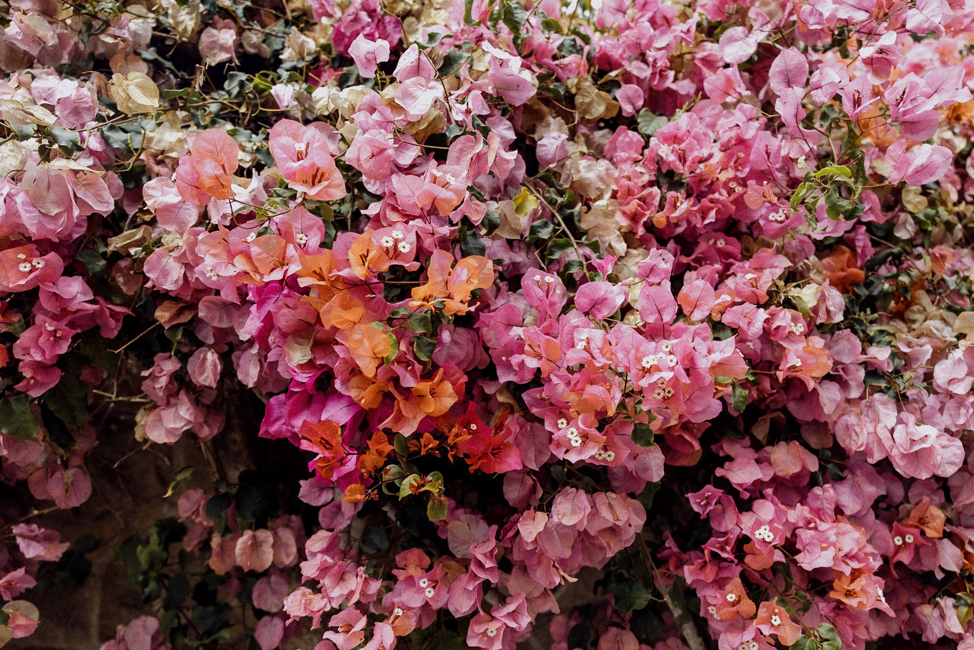 Santa Barbara Private Estate Wedding 14.jpg