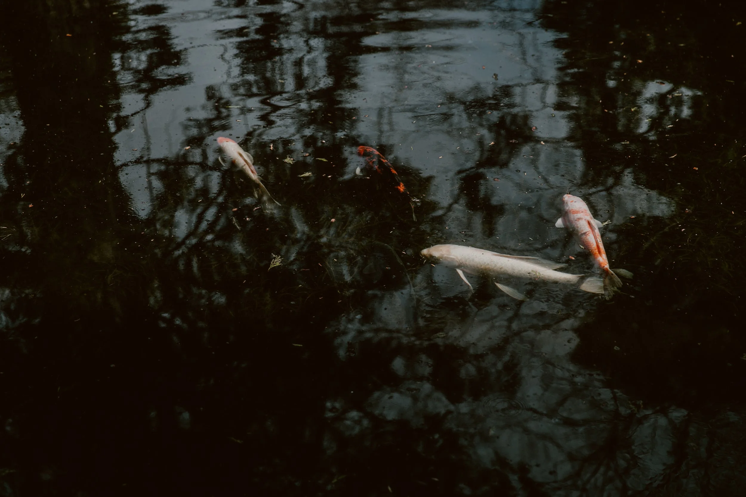 Cedar Creek Cabin Koi Coy Fish Pond Micro Wedding Elopement.jpg