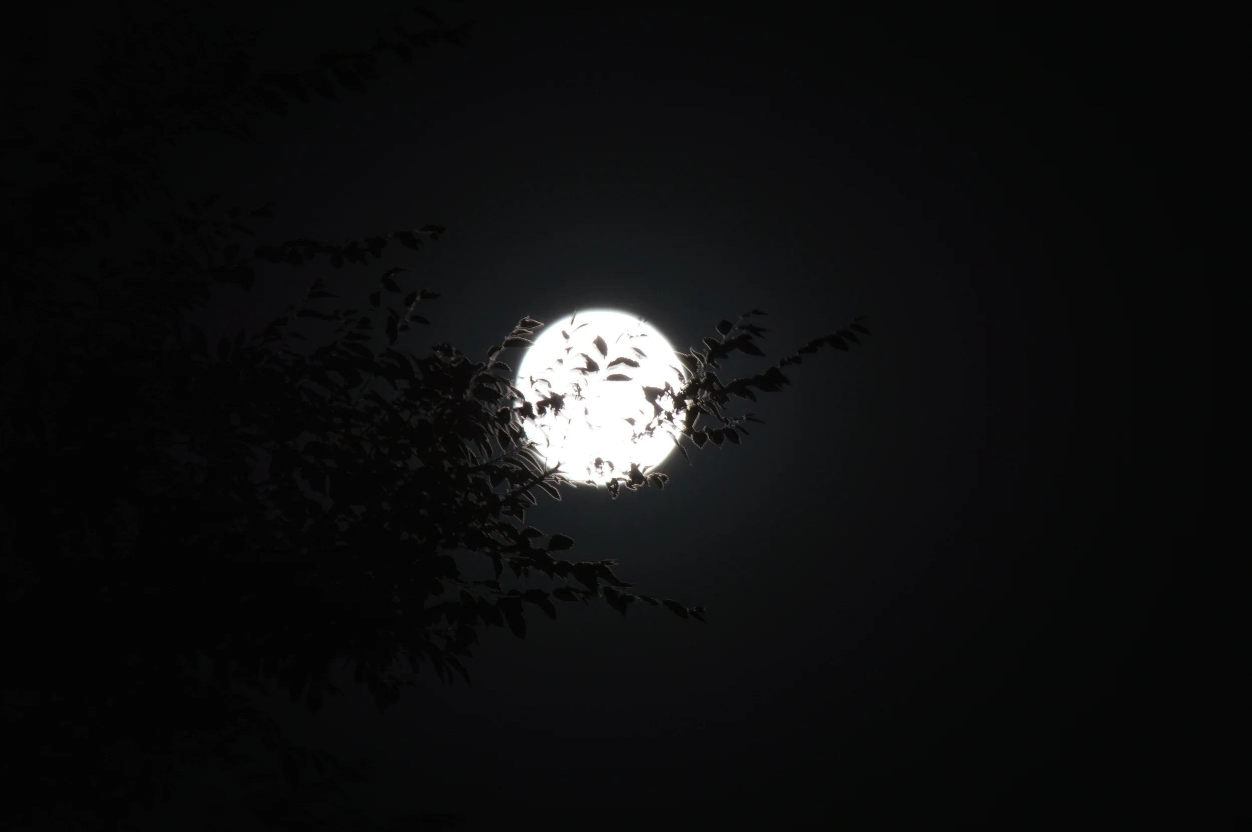 DSC_0016.JPG