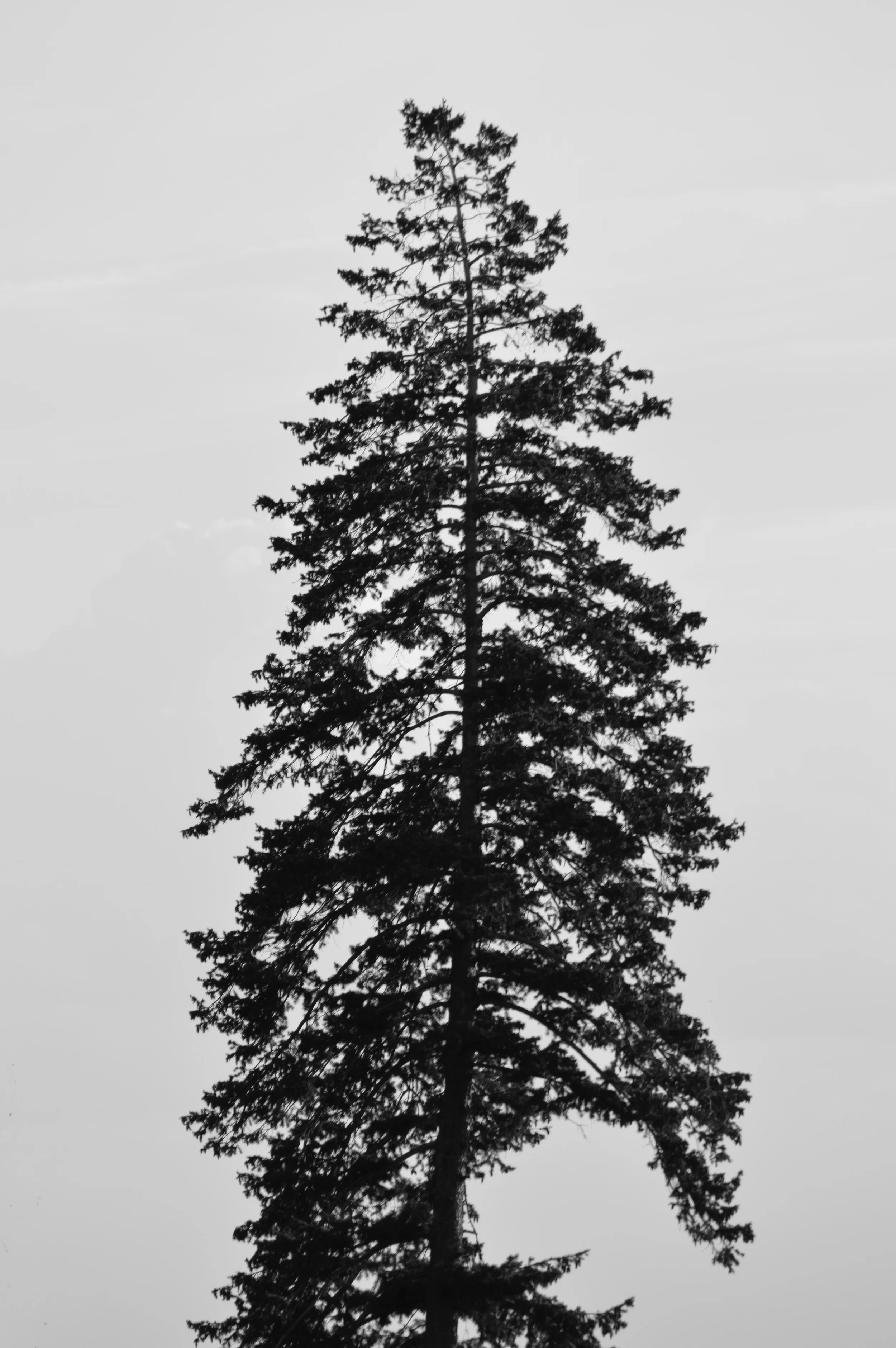 DSC_0059 copy.jpg