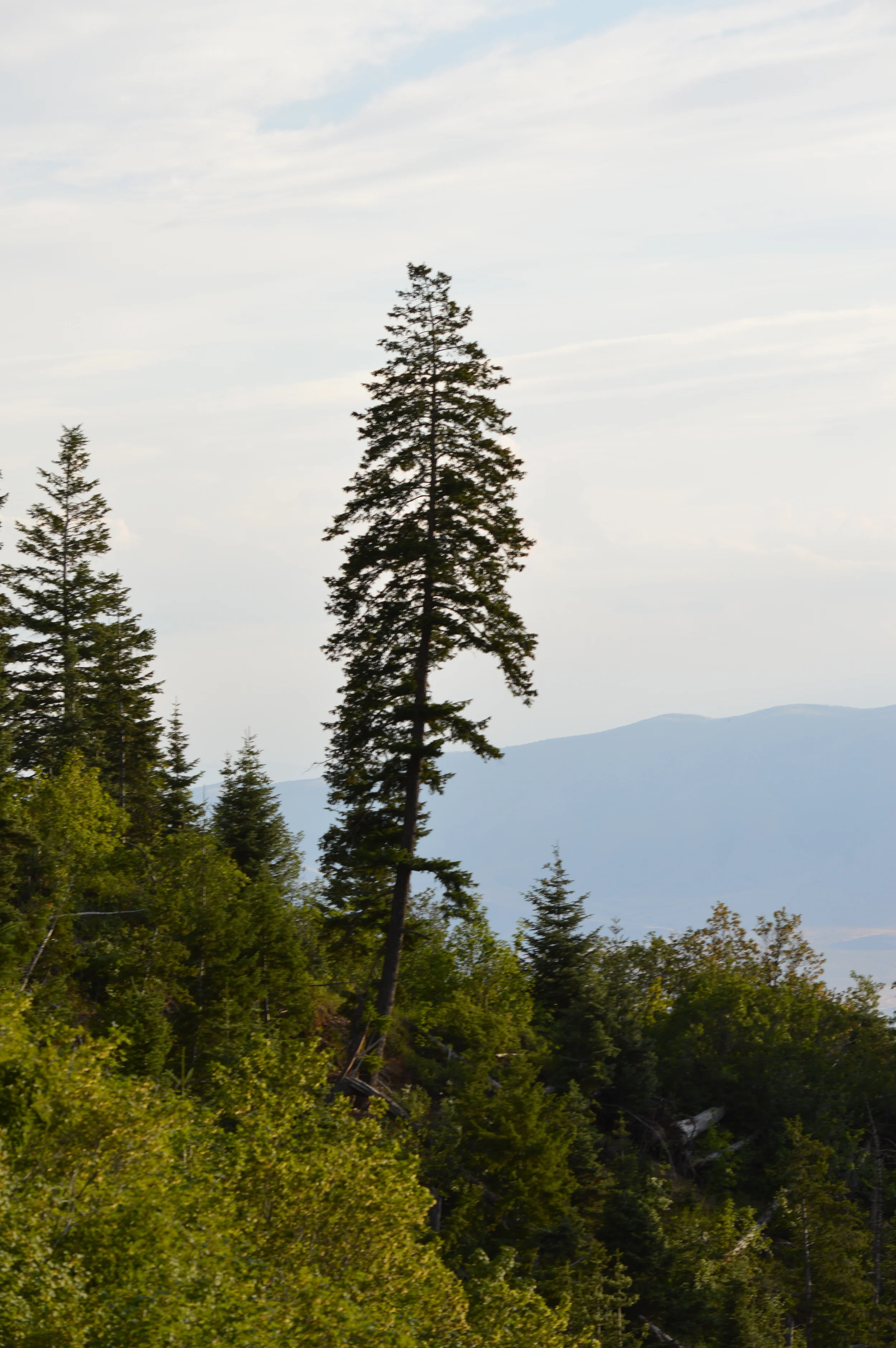 DSC_0050.JPG