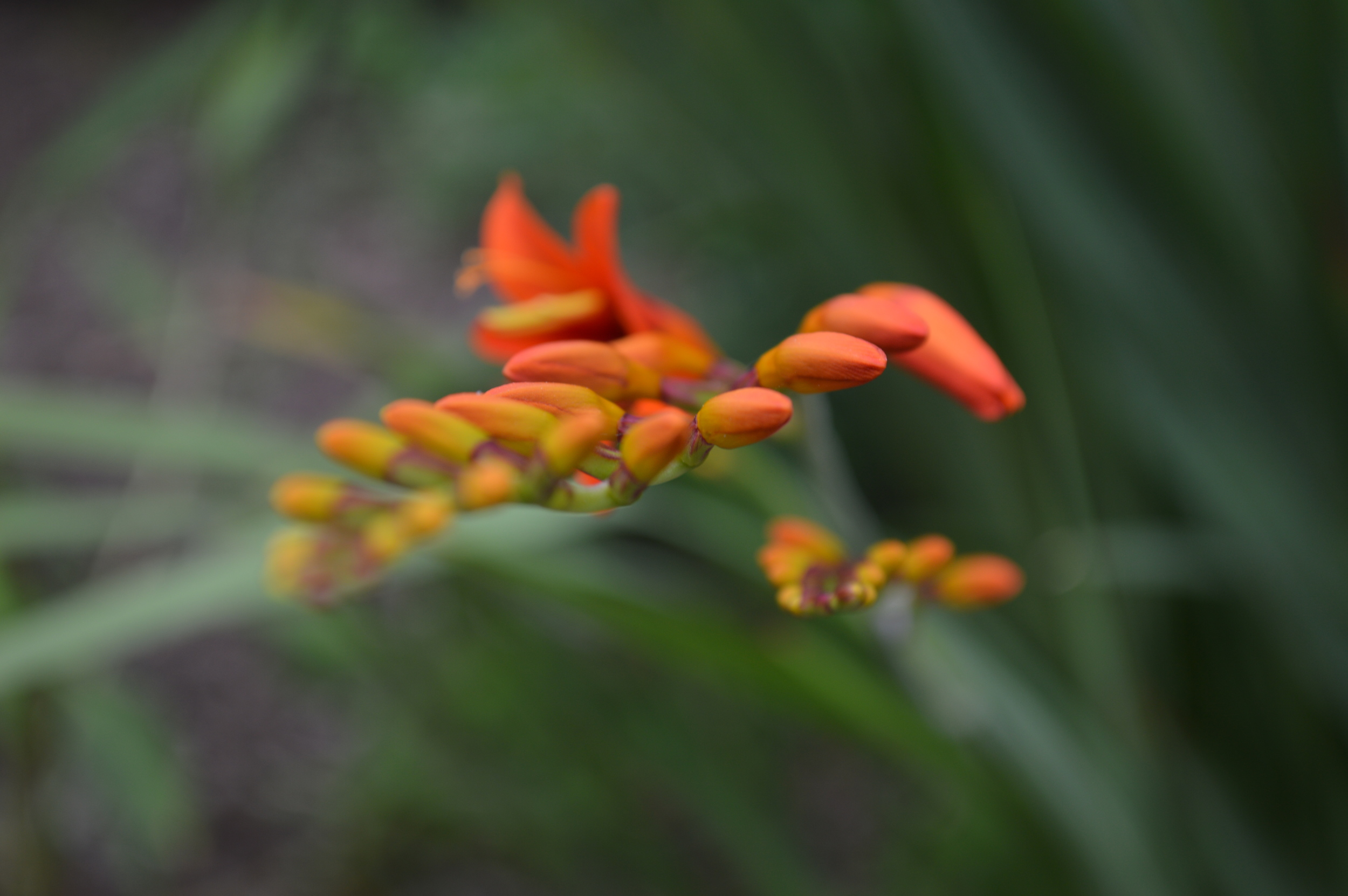 DSC_0094.JPG