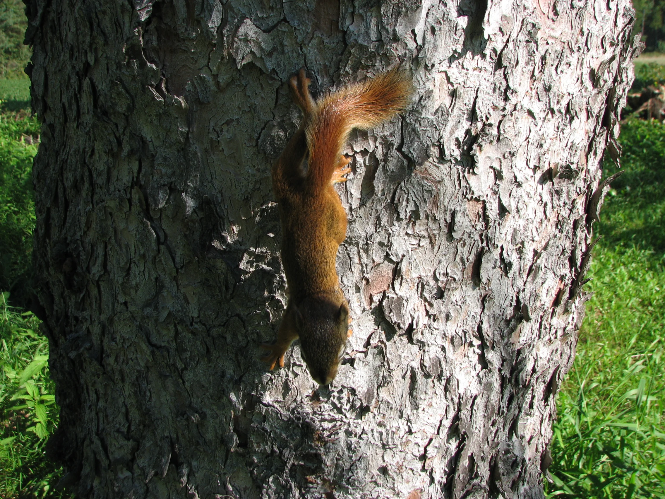 IMG_4466.JPG