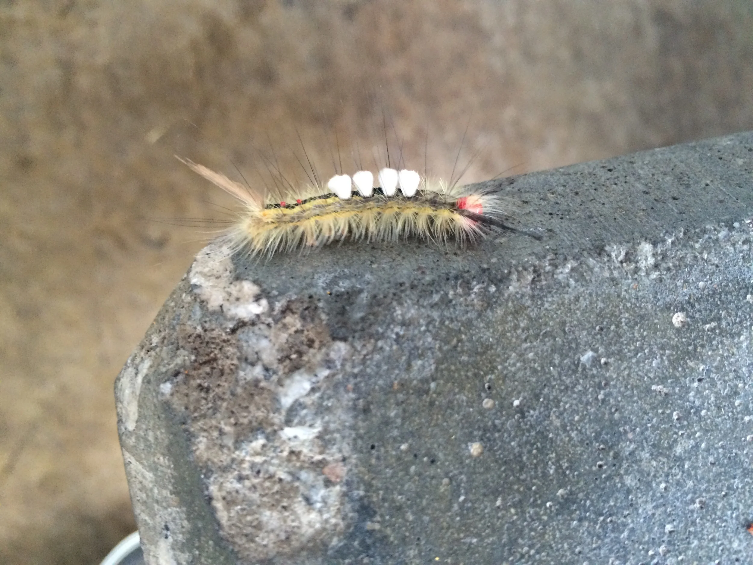 Caterpillar punk. 