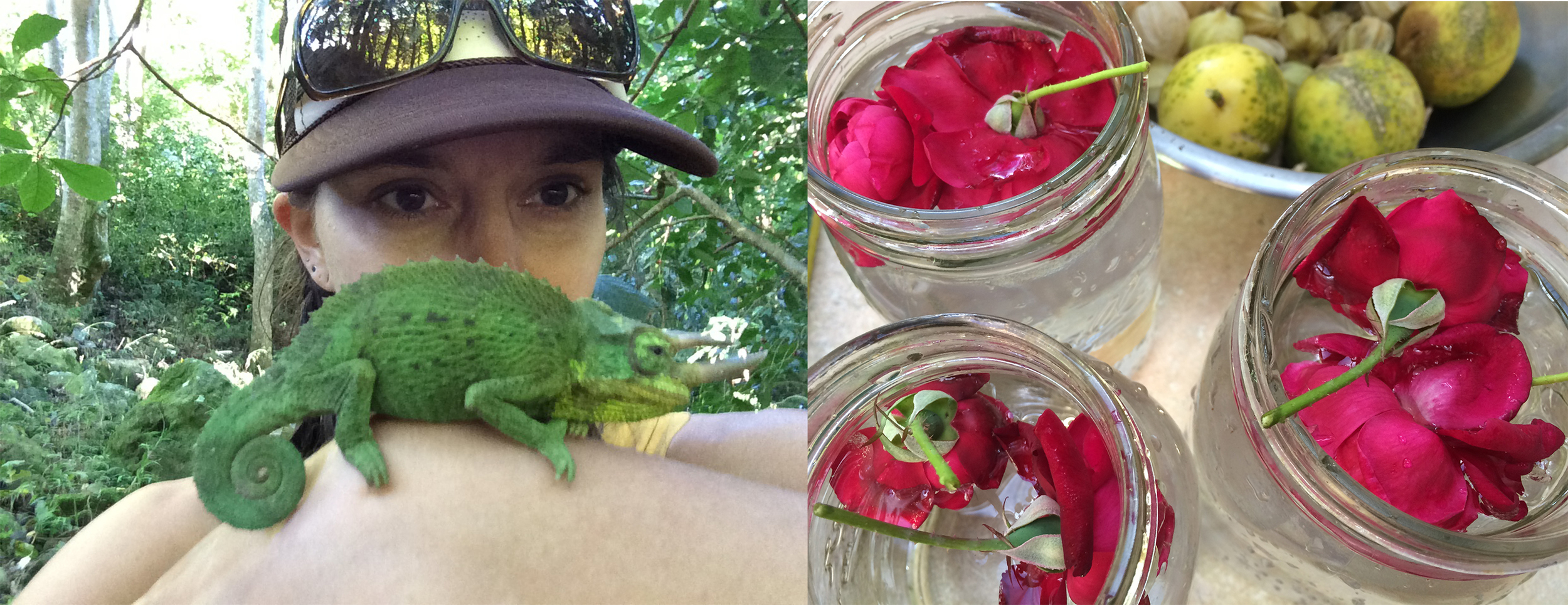 jackson chameleon finds, making rose water and bowlfuls of lilikoi 