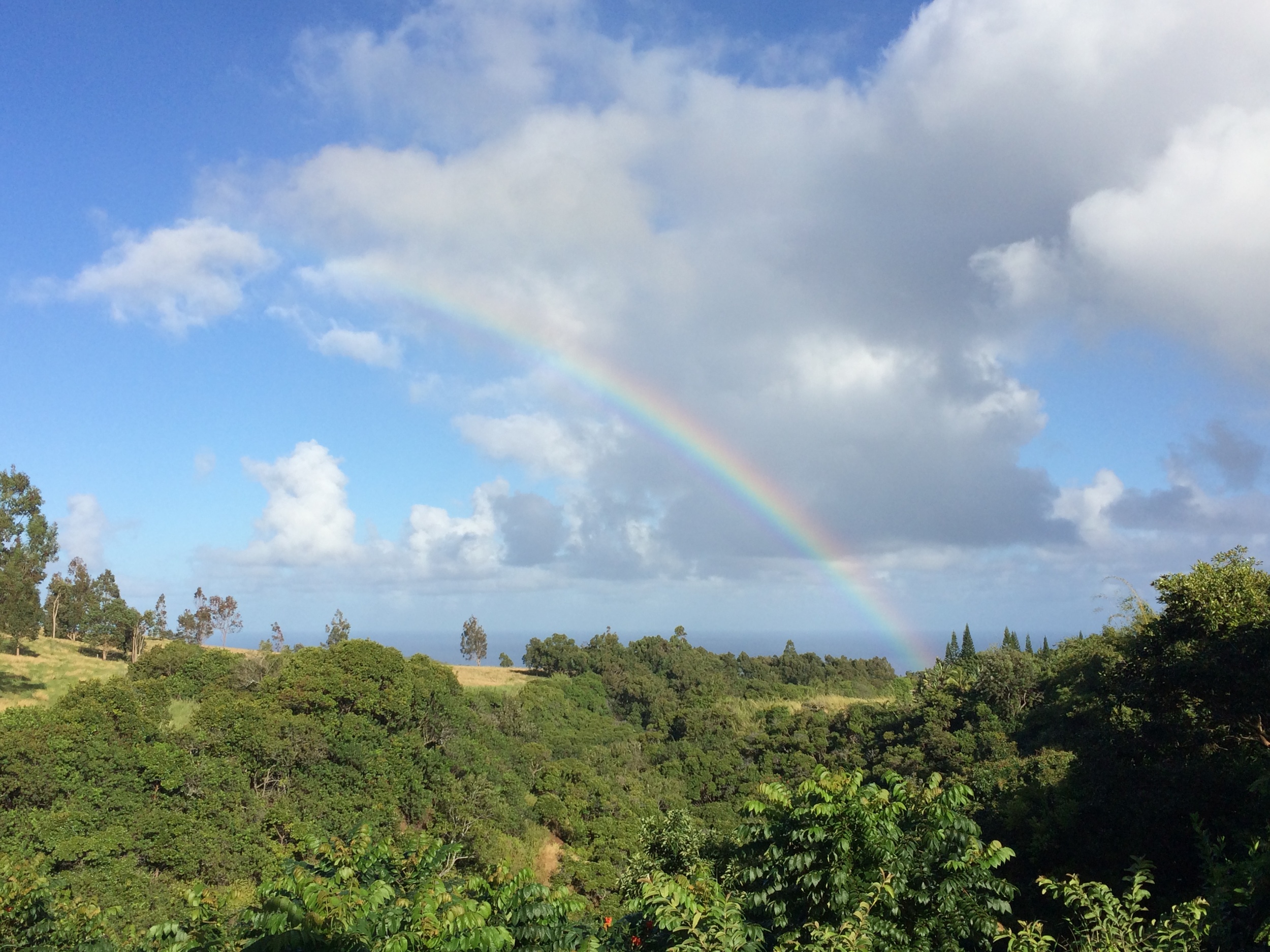 view from the house. oh yes, and the rainforest calls for frequent rainbows. 