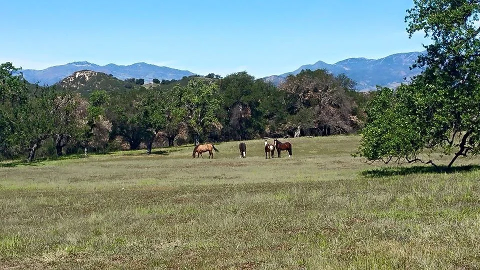 syvhorses1.jpg