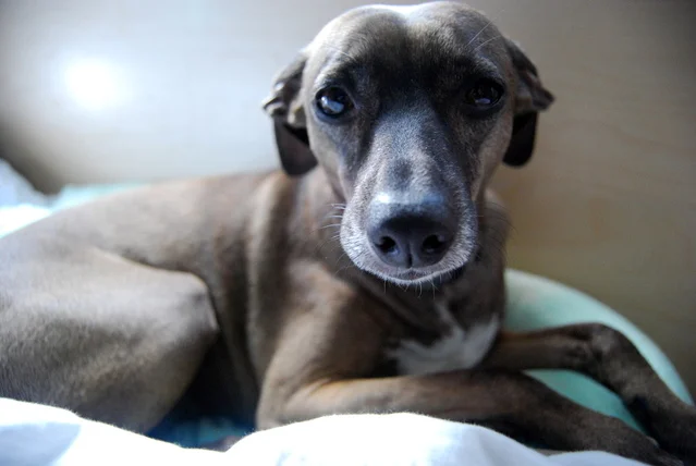 Live baiting in the greyhound industry