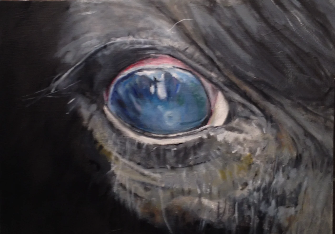 Horse Eye