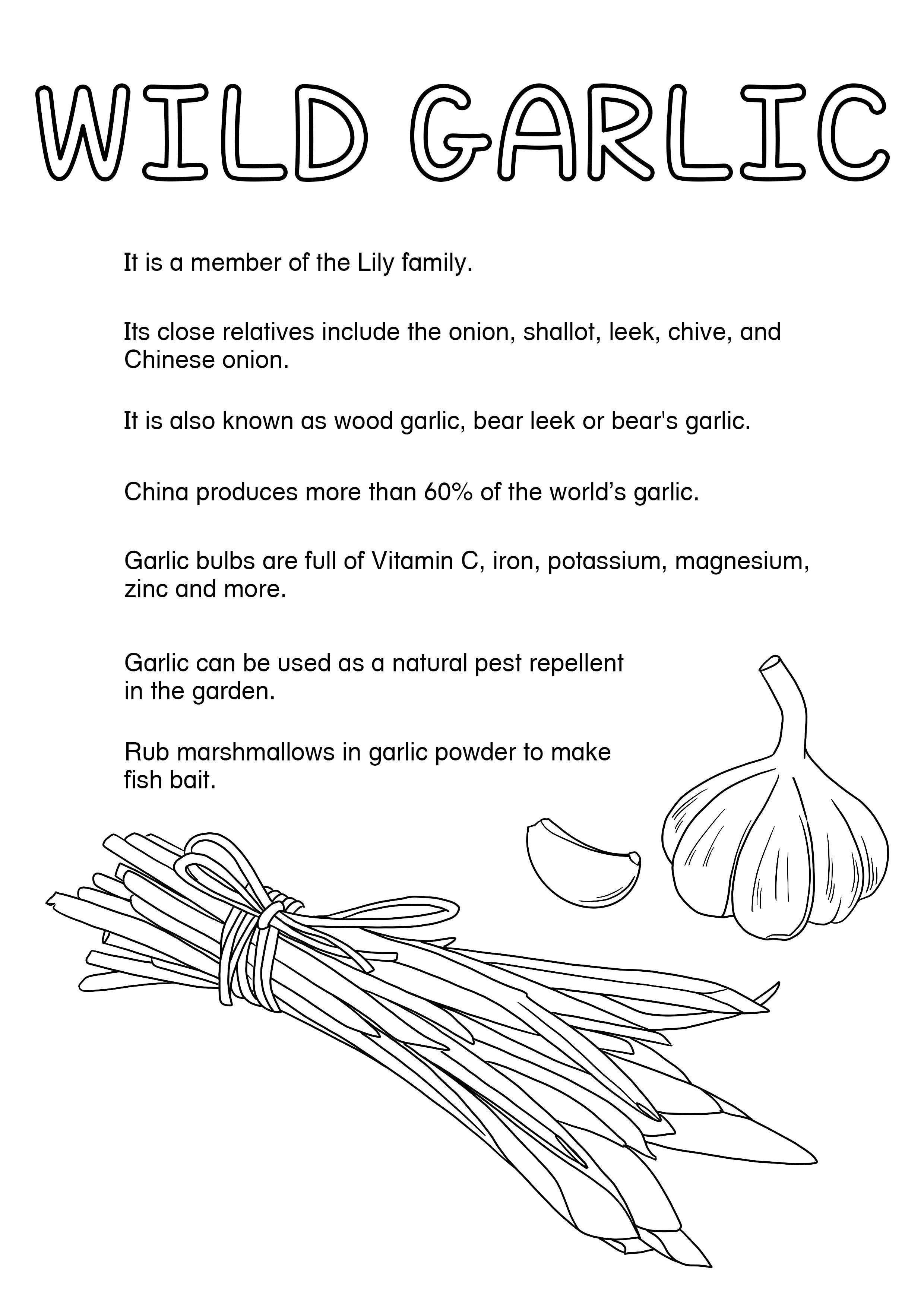 Wild Garlic Pesto1.jpg