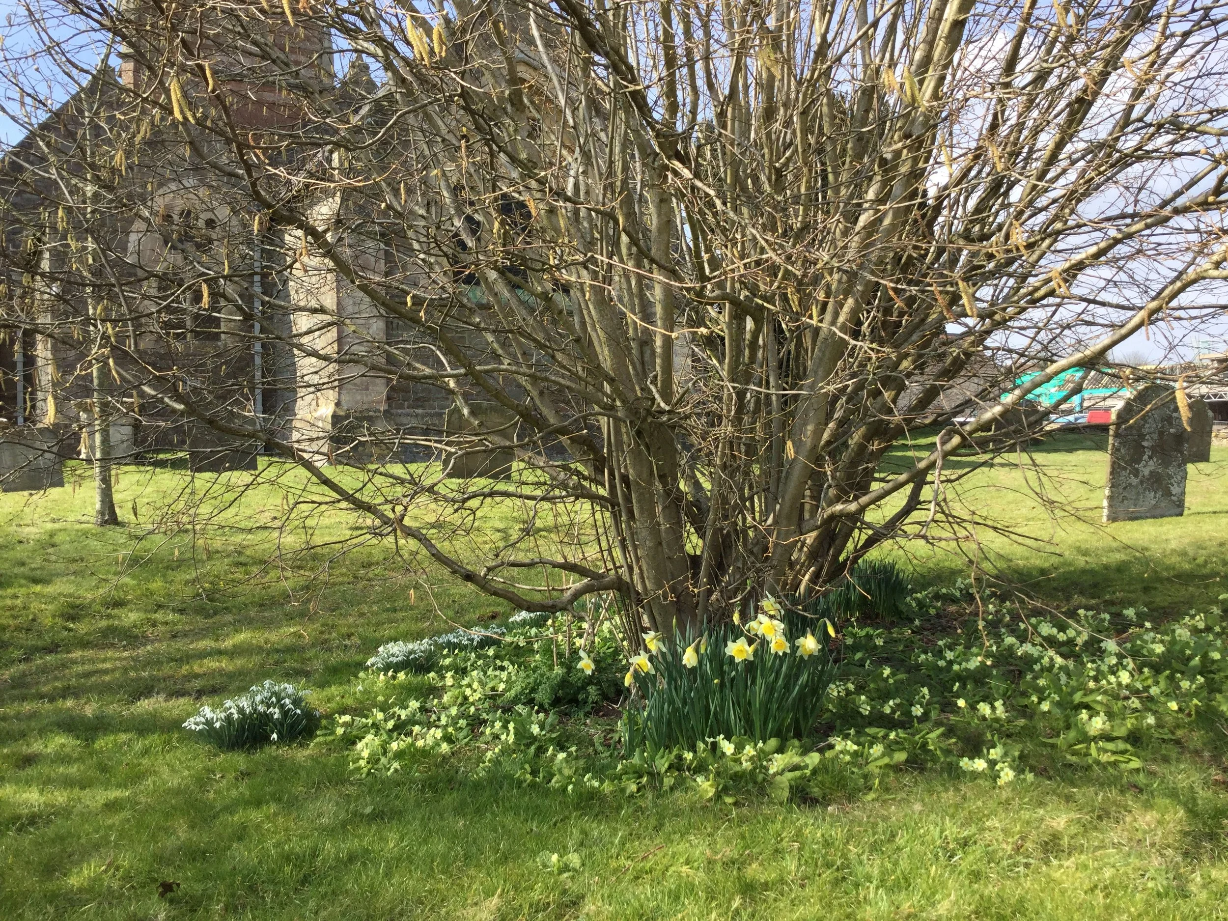 Spring flowers in the Churchyard