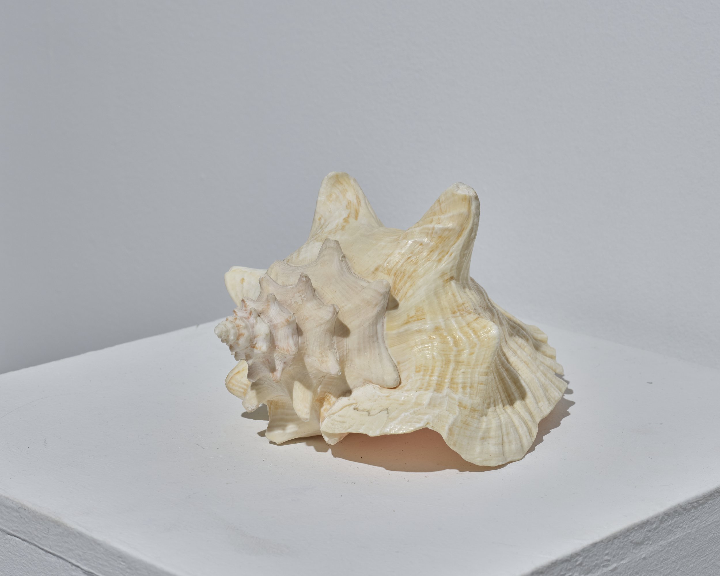 20251104 UU Sarah-Joy Ford 052.jpg