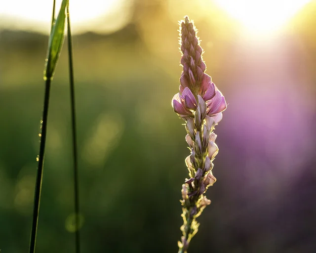 " Golden Hour " by Sascha Kohlmann used with CC License 2.0