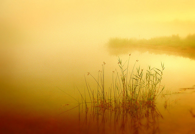 " Golden Pond " by James Jordan used with Attributions-No Derivs CC License 2.0