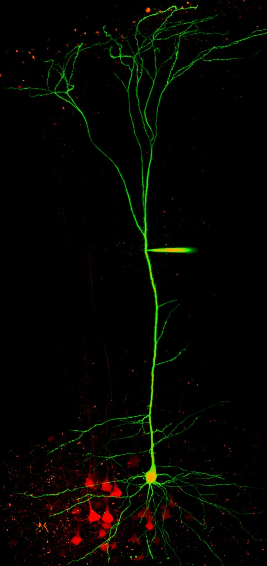 S1 adult mouse barrel cortex dendritic rec...