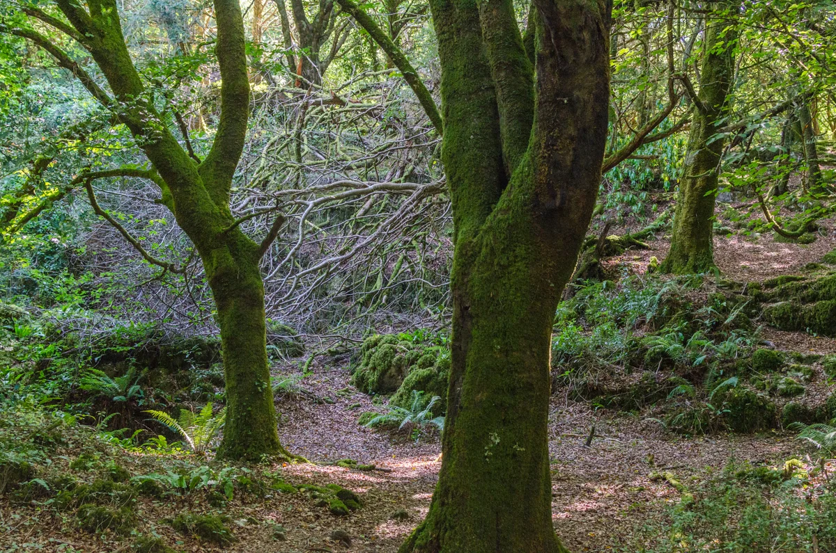 green-8.jpg