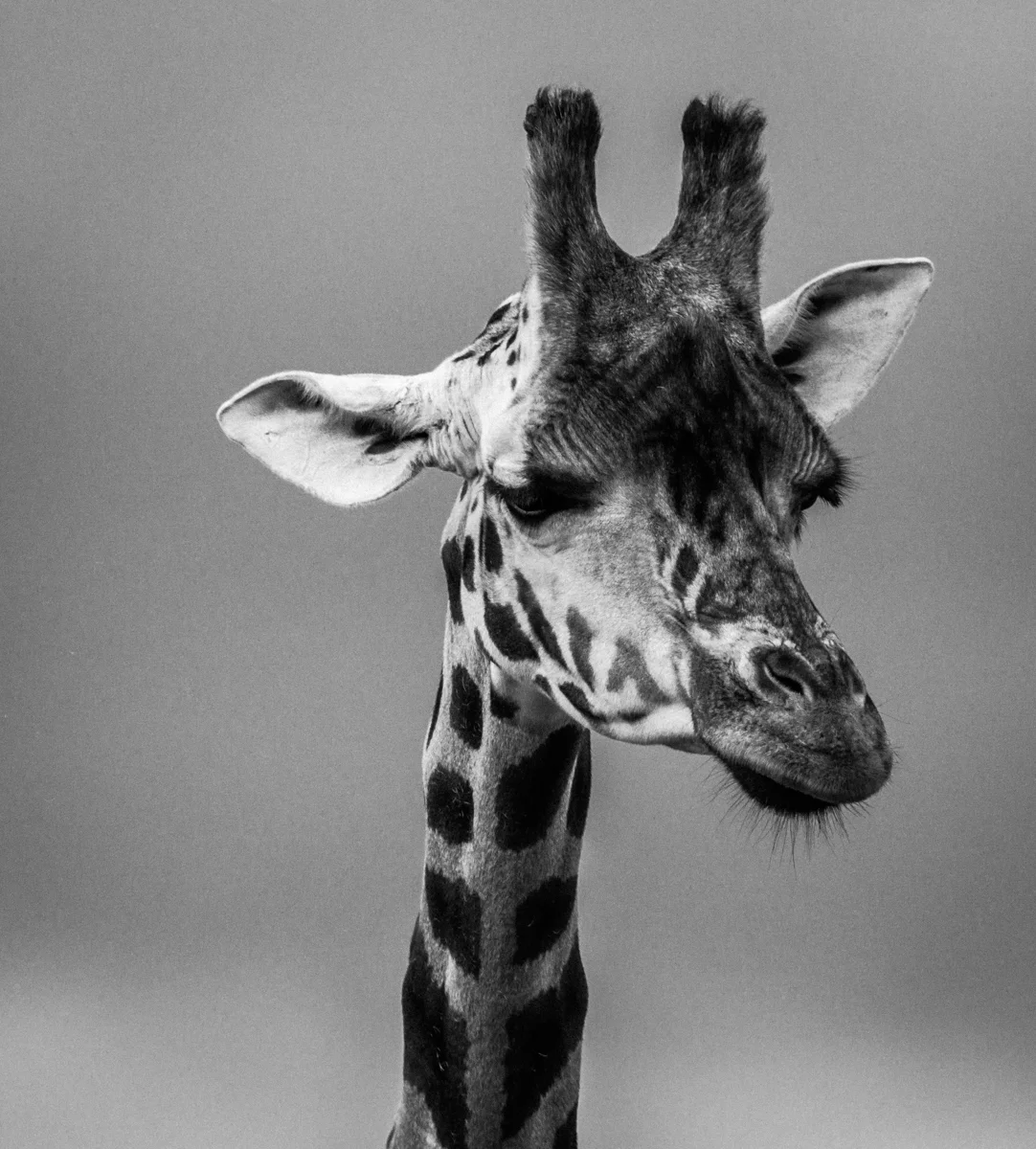 fauna-8.jpg