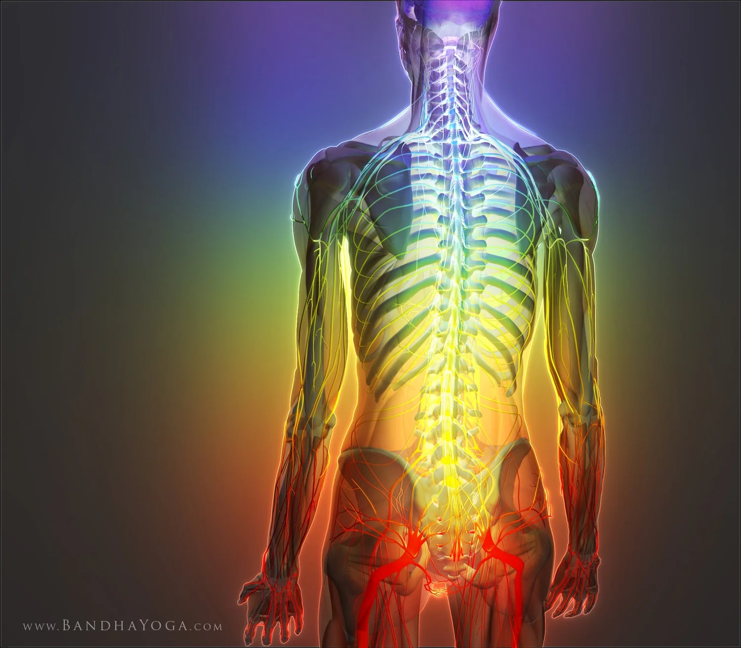 The Physiology of Asana: Endocrine System Regulation in the Yoga Practice