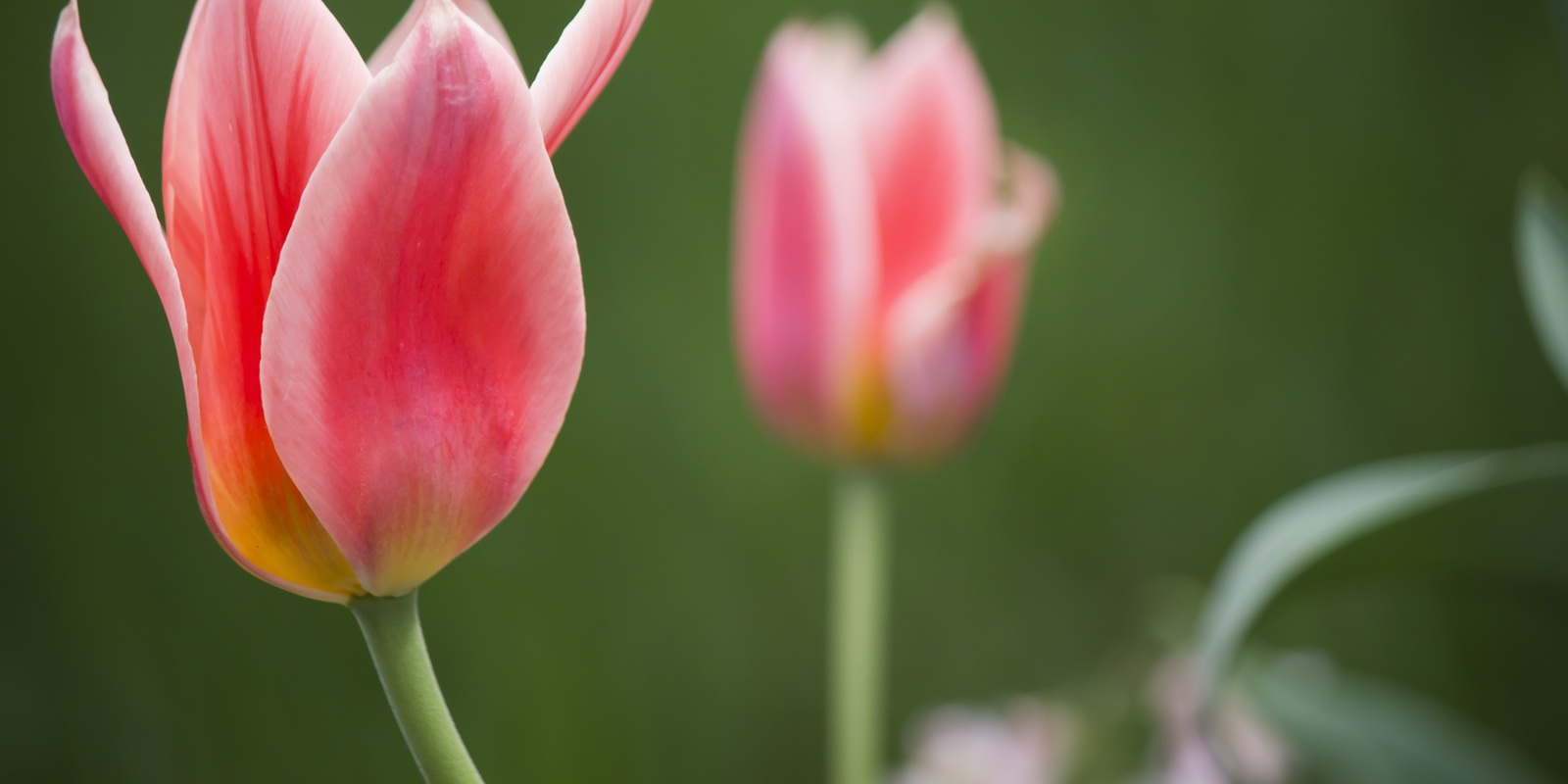 tulips red.jpg