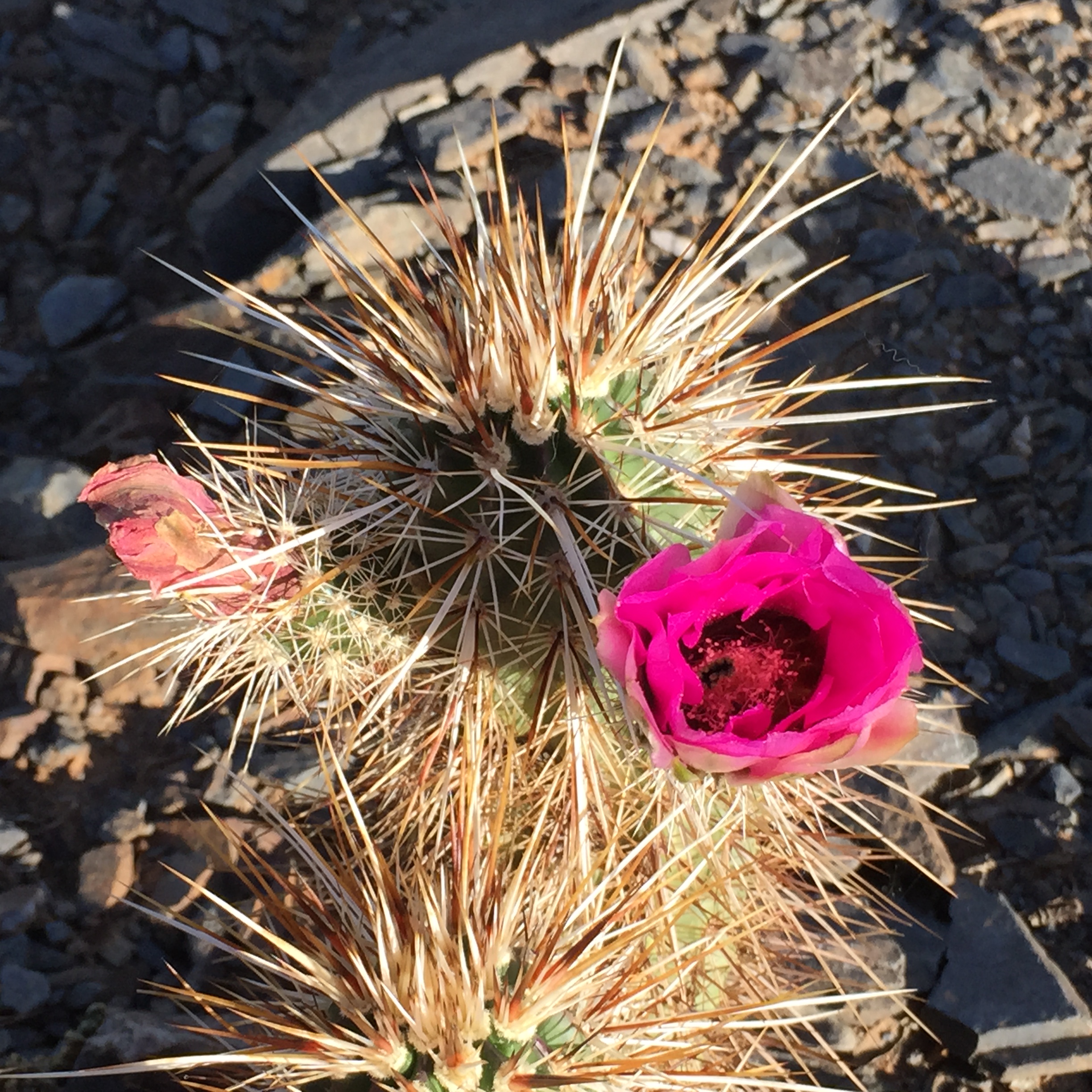 cactus pink bloom.jpeg