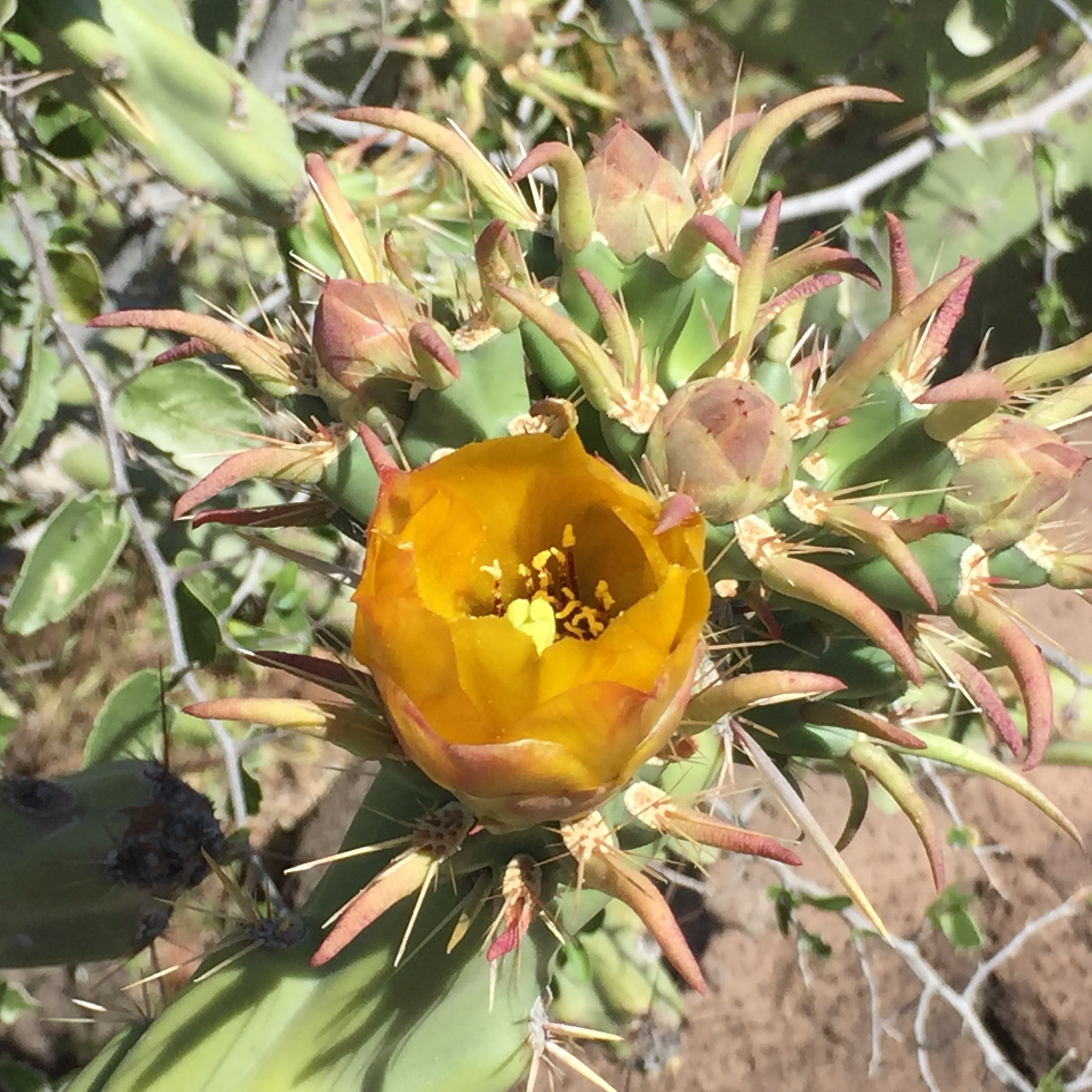 cactus yellow bloom.jpeg