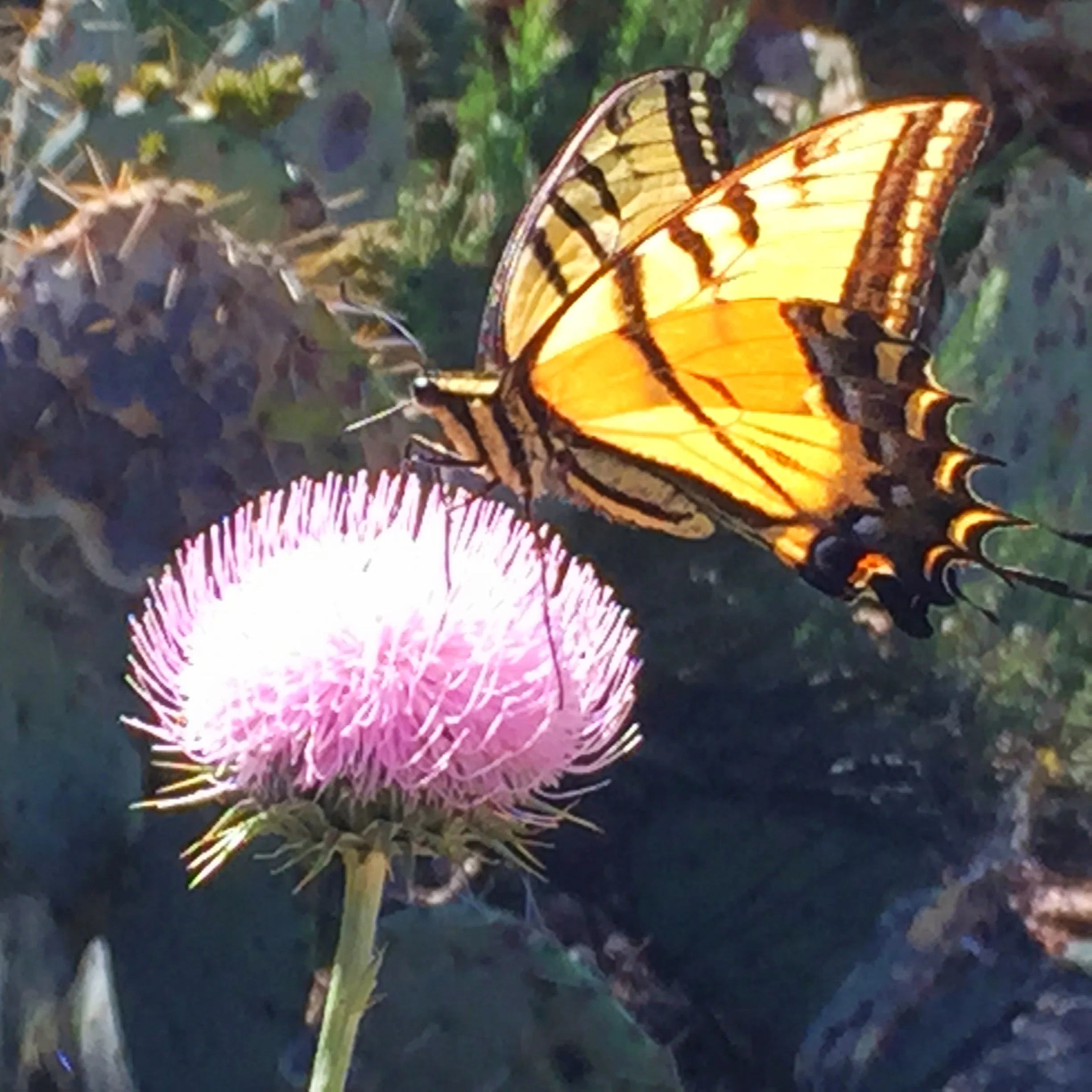 A Bloom Amid the Thorns