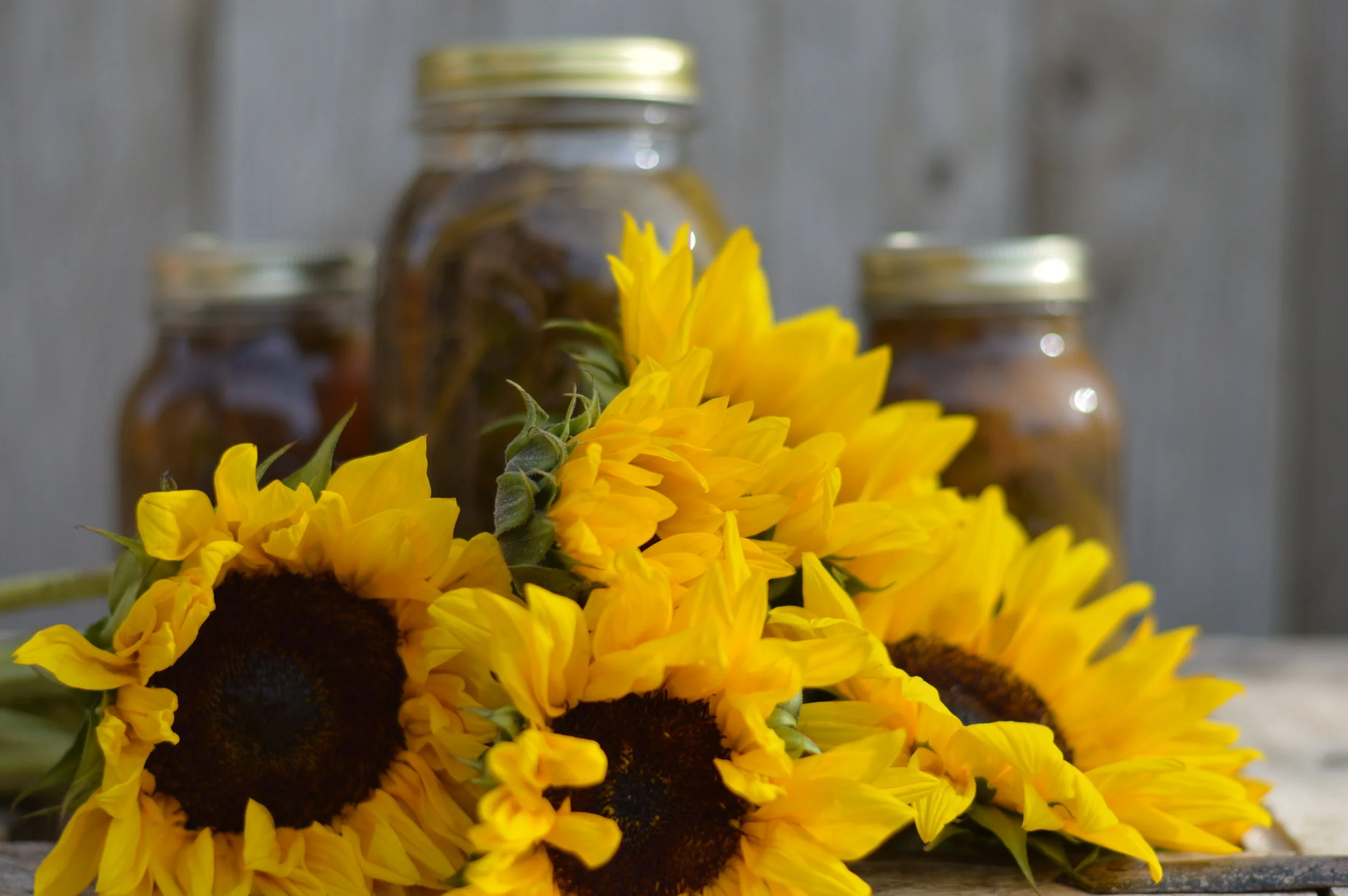 Pickled Sunflower main.JPG