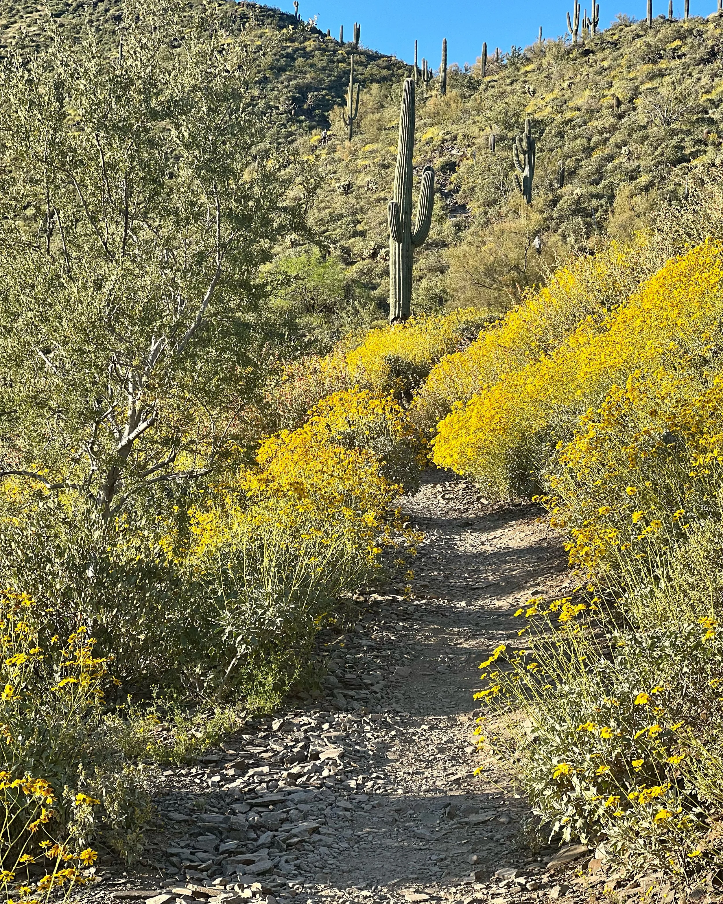 BLOOM WHERE YOU ARE PLANTED