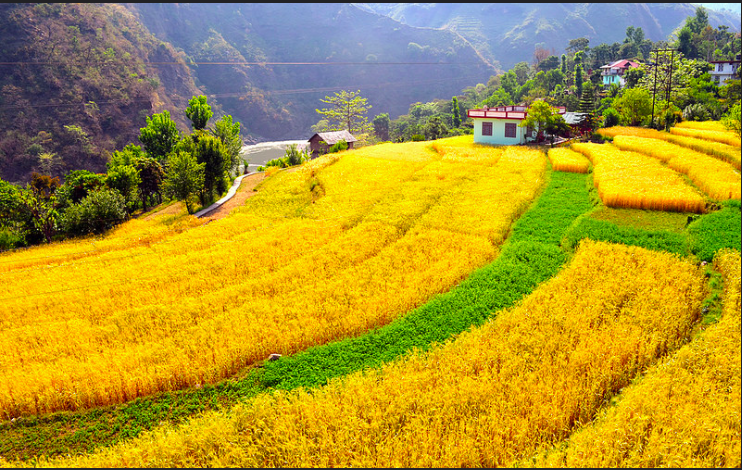 Indian rice field