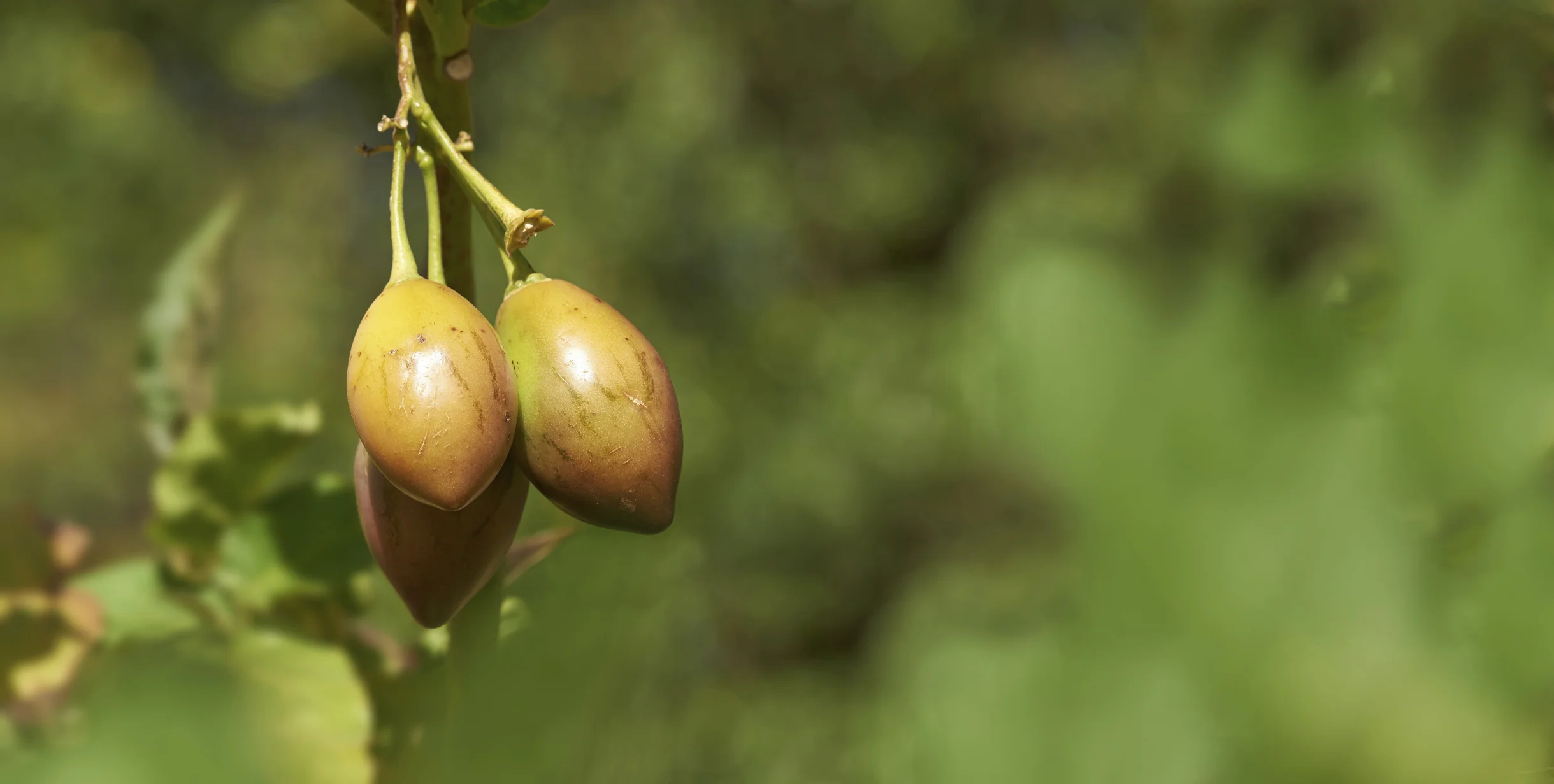 Marula Nut