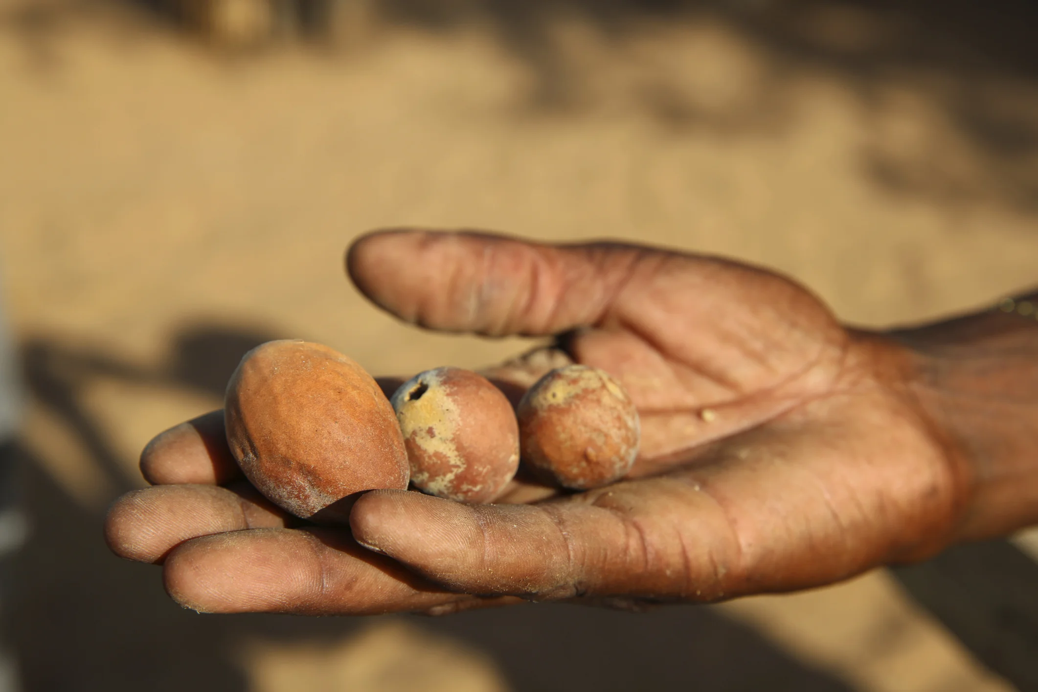 Marula Nut