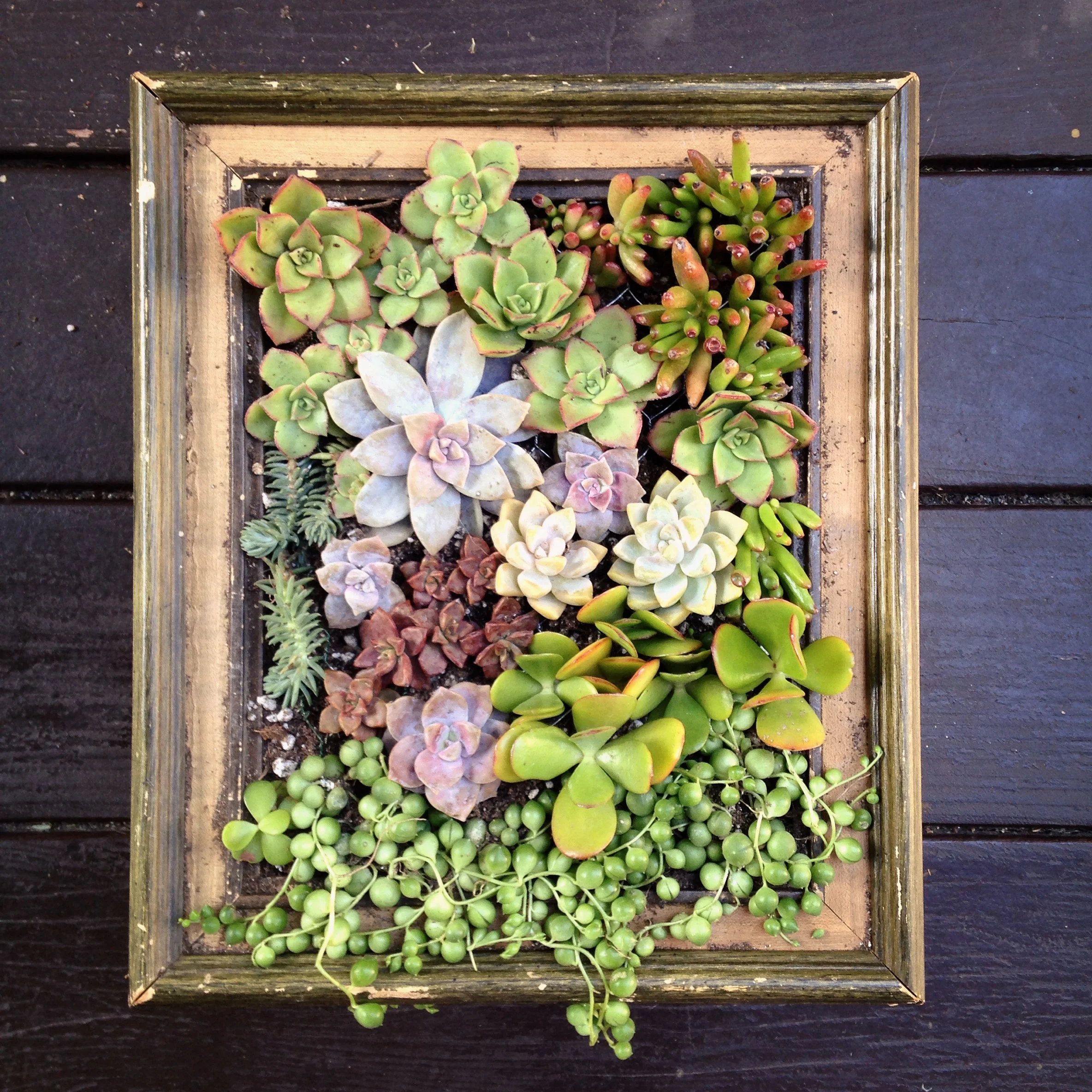 Succulent box vertical garden