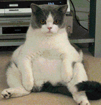 meditatingcats.gif