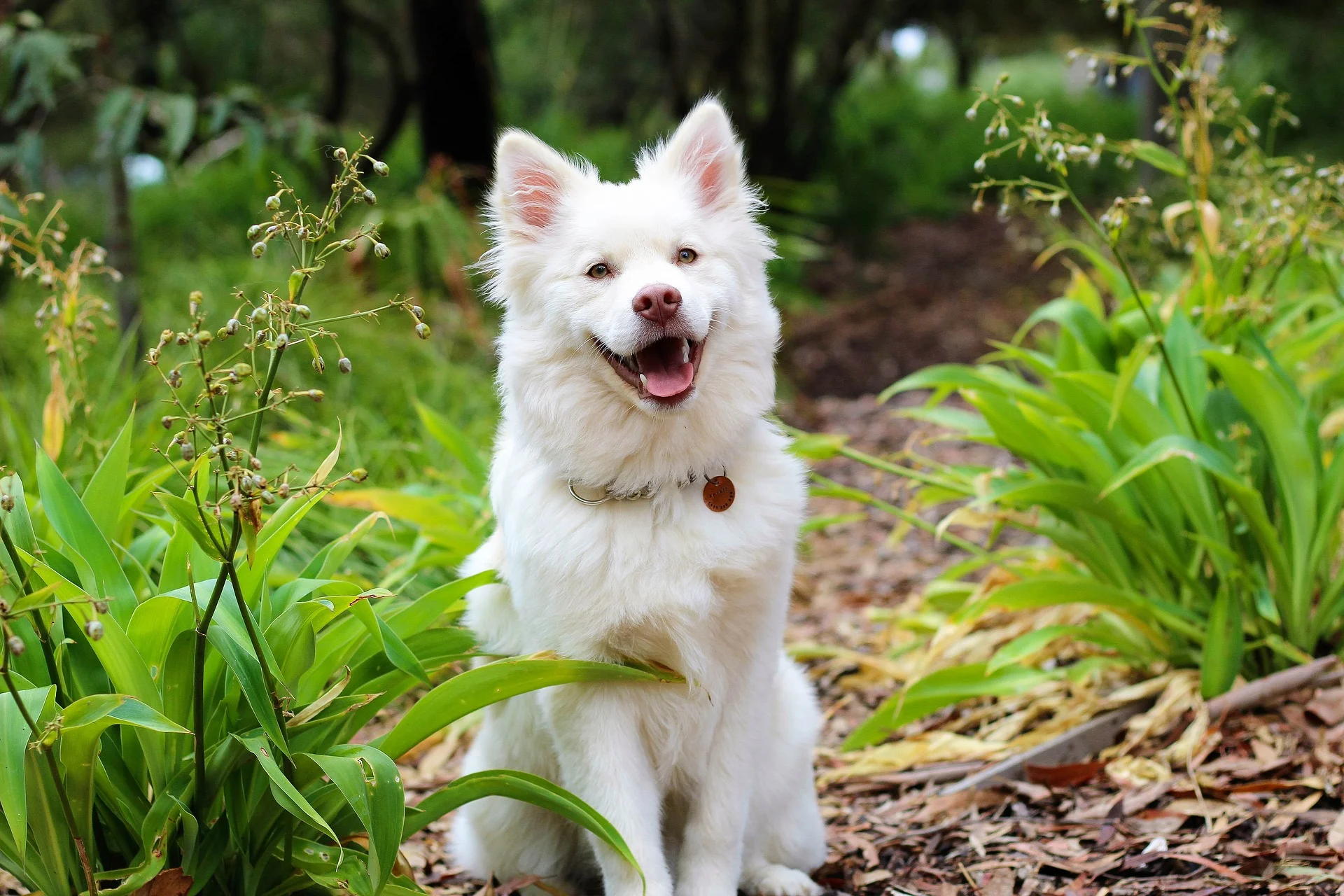 dog-2088428_1920.jpg