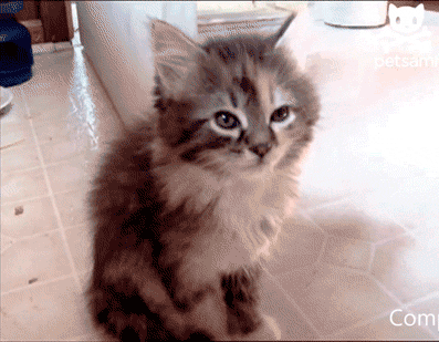 giphy (24).gif