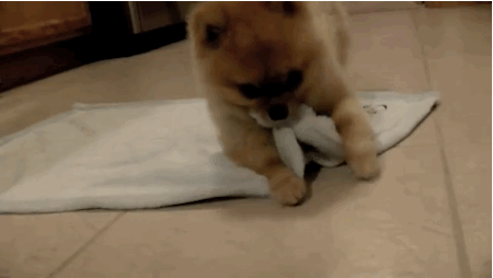 giphy (25).gif