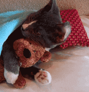 giphy (1).gif