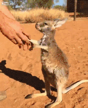 giphy-downsized-large.gif