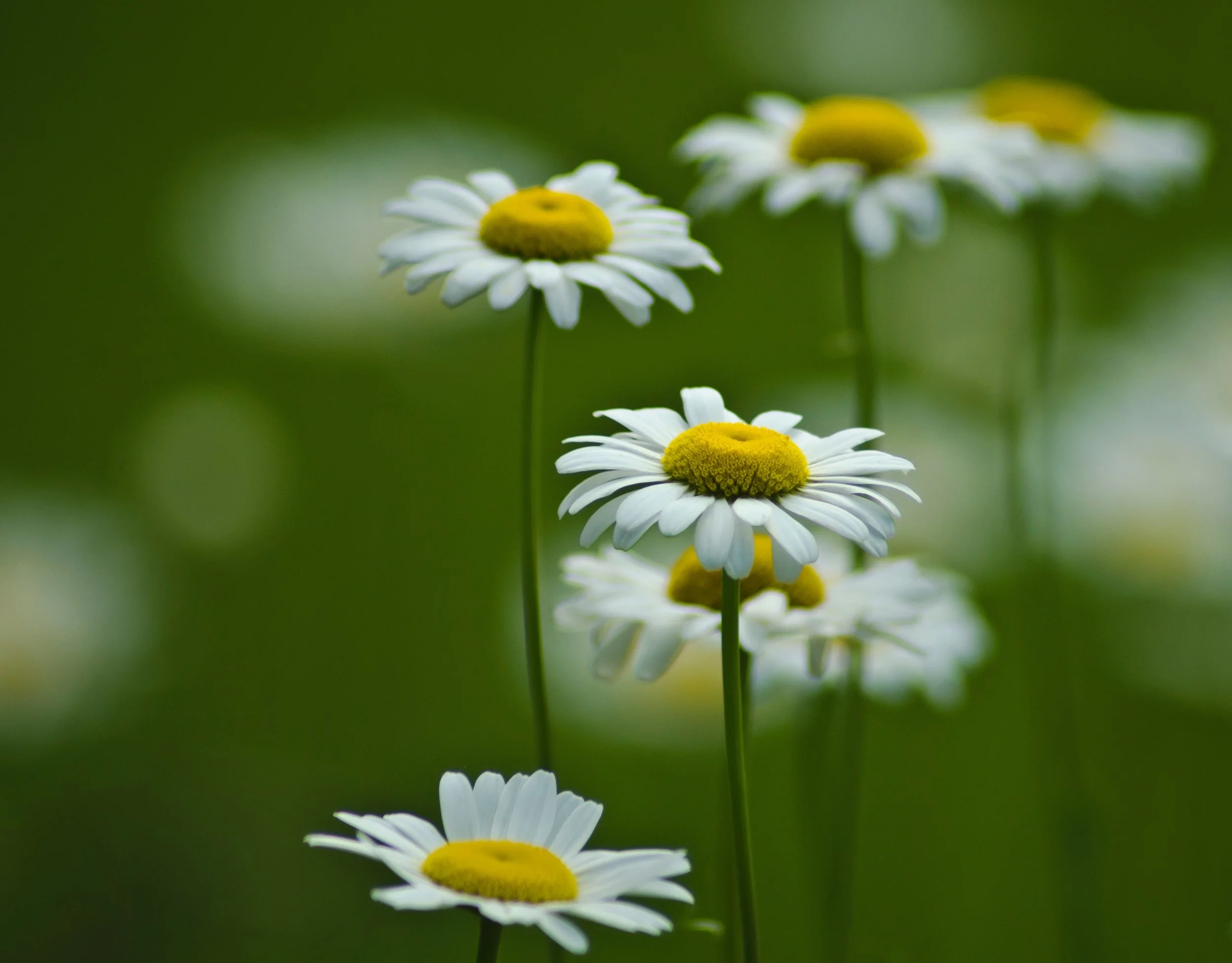 chaithanya-krishnan-153633-unsplash (1).jpg