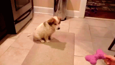 giphy (32).gif