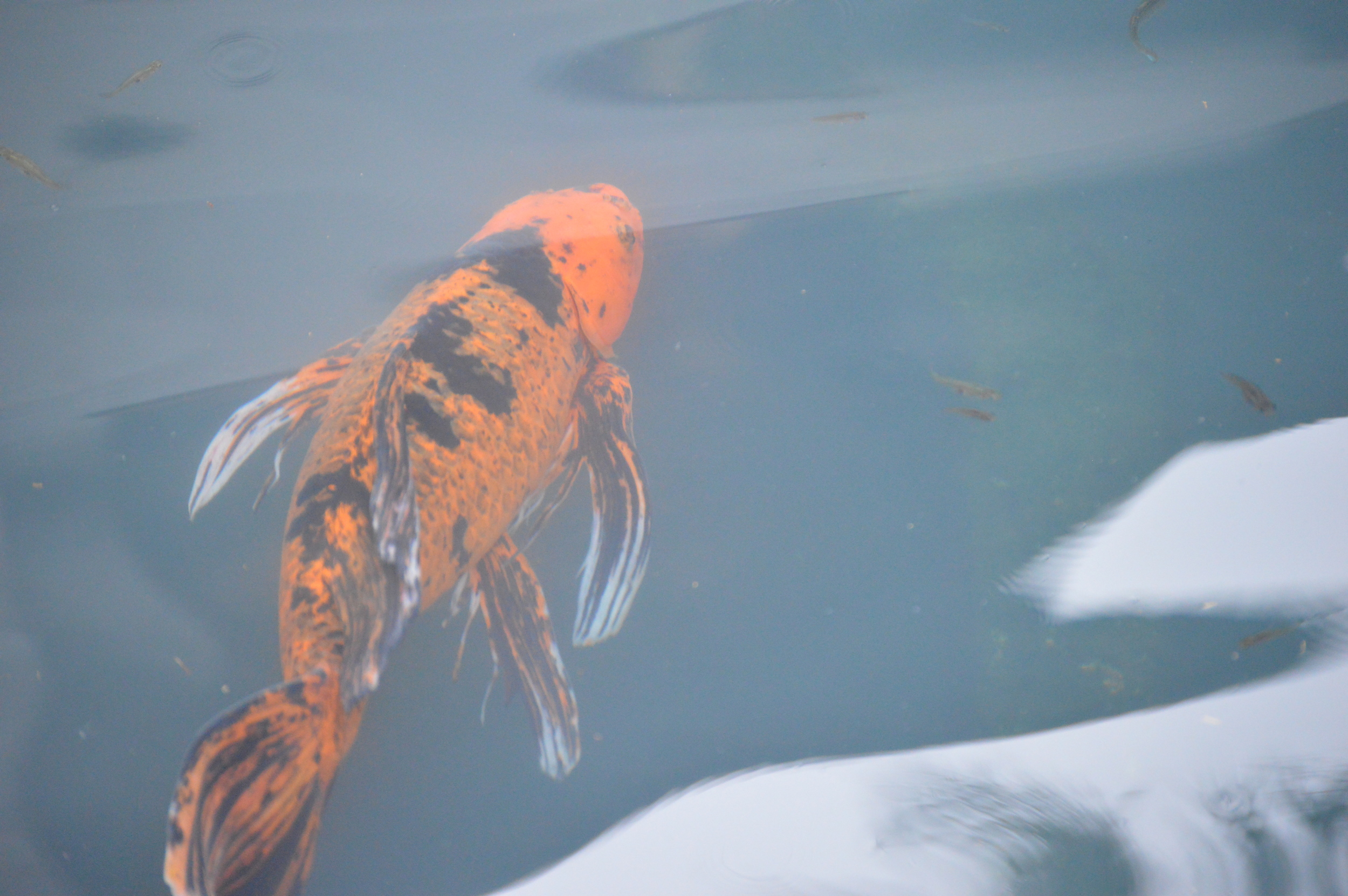 DSC_0185.JPG