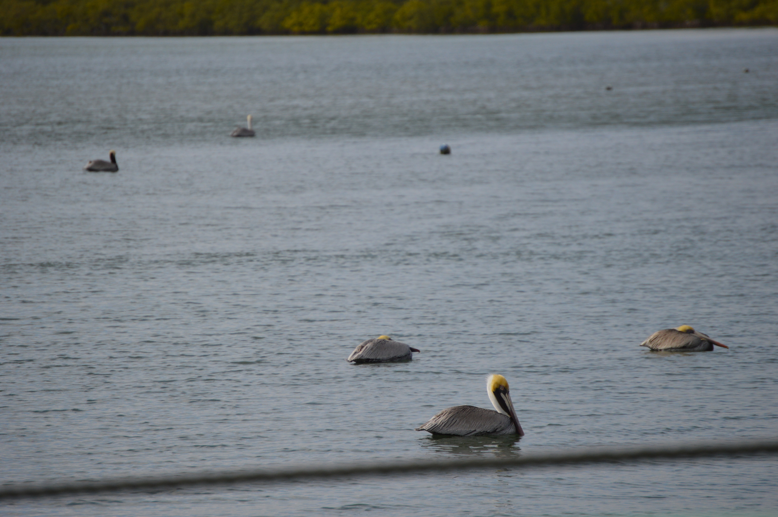 DSC_0248.JPG