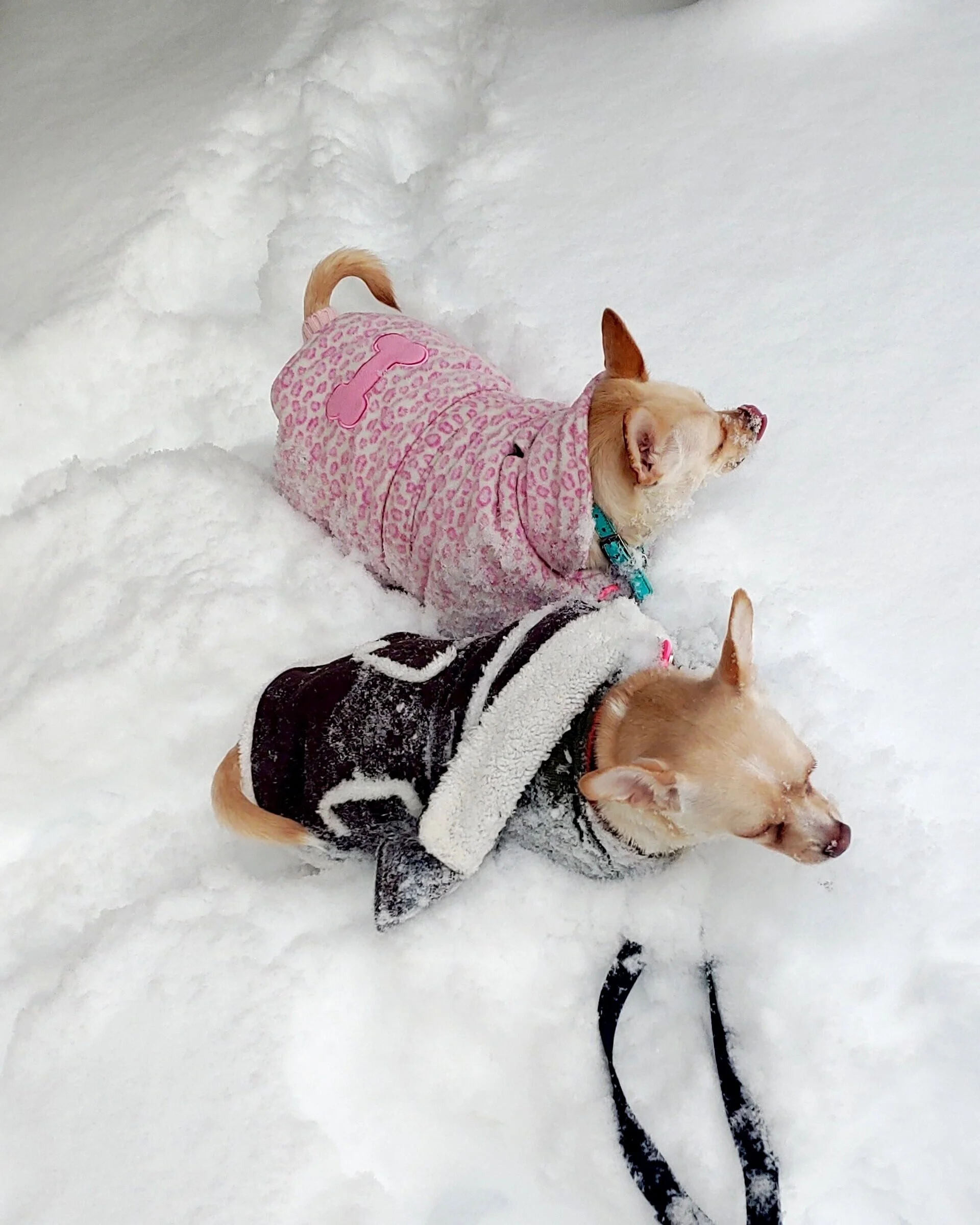 My chunky rescue chihuahua mixes, love playing in the snow!  They never had snow in Texas, where they are from, so it’s fun to watch how excited they get to play in snow! Funny story, I put tons of things in my cart shopping online that I do not act…