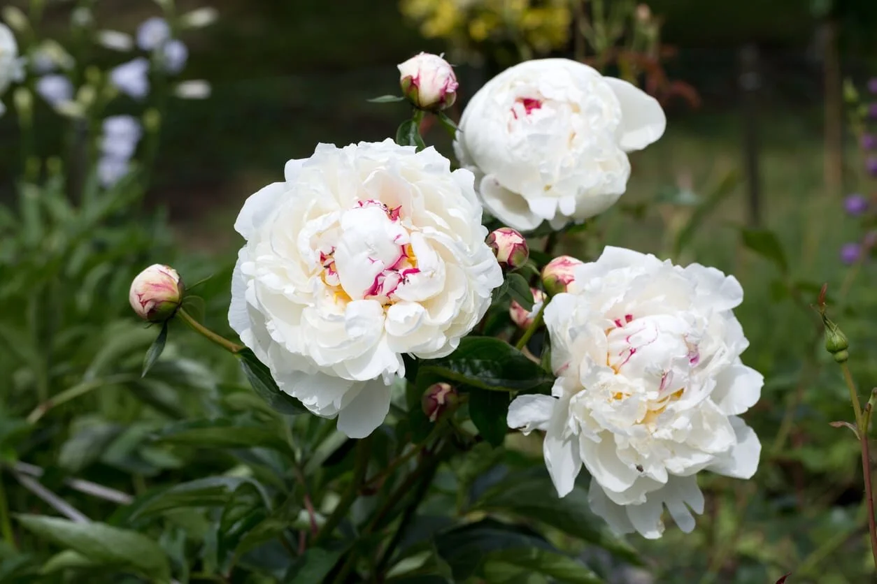 white-peony.jpg