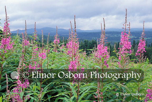 19614_fireweed_cc.jpg