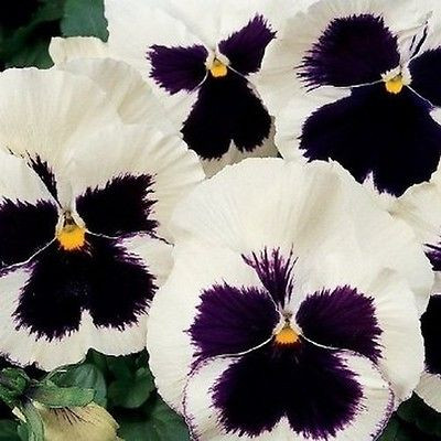 Pansy, "Silverbride"