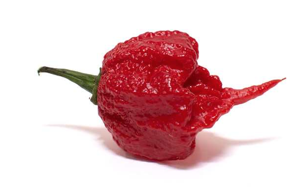 CAROLINA REEPER SEEDS- HOTTEST PEPPER IN THE WORLD !